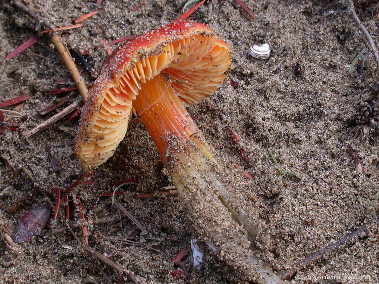 Funghi delle dune e retrodune...